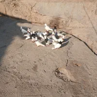 کبوتر طوقی|پرنده|صحنه, |دیوار