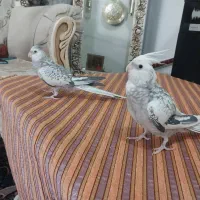 عروس هلندی ایزابلا