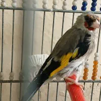 سهره دورگ نر و ماده معاوضه|پرنده|ابریشم, |دیوار