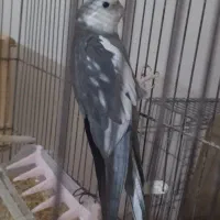 عروس وایت فیس نر مست 3ساله