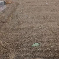 زمین ۱۵۰۰ متری|فروش زمین و ملک کلنگی|ابریشم, |دیوار