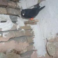 ۴رتاکفتر گرفنتی یک