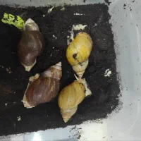 پک های  20 تای