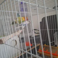 کوتوله برزیلی|پرنده|مشهد, آزادشهر|دیوار