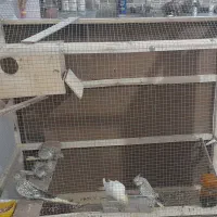 دو عدد جفت عروس هلندی|پرنده|شیراز, کوشک میدان|دیوار