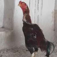 خروس لاری