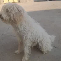 سگ خیلی با مزه شناسامه شونه پتو قفسه شونه