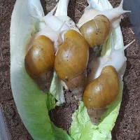 حلزون آلبینو کلاژن ساز