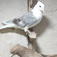 پشت.طوقی..زرد|پرنده|مشهد, هفت تیر (نه دره)|دیوار