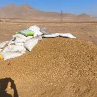 خرید و فروش پوست بادام