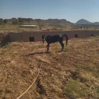 اسب مادیان 3به4فروش|اسب و تجهیزات اسب‌سواری|تربت جام, جلگه موسی آباد|دیوار