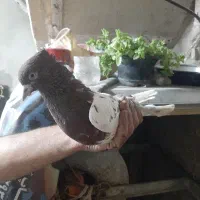 کفتر کله سرخ نر مست