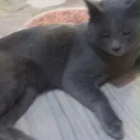 گربه نژاد اسکاتیش|گربه|کرج, ساماندهی|دیوار