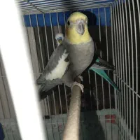 یک عدد عروس هلندی دستی سخنگو|پرنده|تربت‌حیدریه, یحیی آباد|دیوار