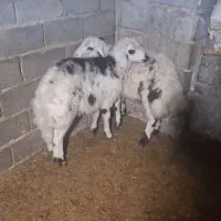 دوراس بره نر بروجردی شیر مست