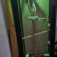 طوطی ملنگو کار داده