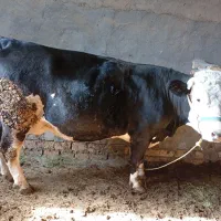 حیوانات مزرعه|حیوانات مزرعه|فریدونشهر, |دیوار