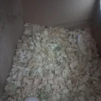 عروس هلندی|پرنده|پاکدشت, پاکدشت (مامازند)|دیوار