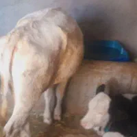 ماده هلشتاین اصل صنعتی