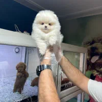 پامرانین عروسکی