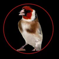 کبوتر رفتنی