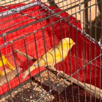 قناری نر بخون.سهره بخون