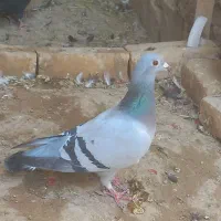 سبز ماده مسافتی آلمانی|پرنده|مشهد, قائم|دیوار