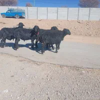 قوچ وشیشک قوچ قره غزل وقره چال مشکی نیمه لخت موفر