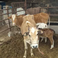 ۲ عدد گاو صحرایی