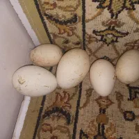 تخم غاز اکراینی دو ساله و یک ساله