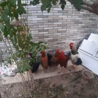 .چهارعددمرغ تخم گذار