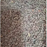 گاودانه. گاونه
