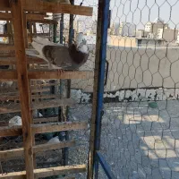 کبوتر ابلغ کاکلی زوردار