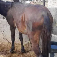 اسب های پالونی برای باغ وحش