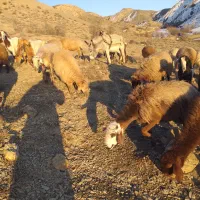 خر ۵سال دارد قیمت توافقی