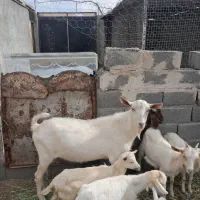 نر بز کَل سانن اصل