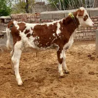 گوساله نر قرمز