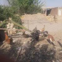 دوعدد بوقلمون نر برنزه پنج عدد بوقلمون ماده|حیوانات مزرعه|قیدار, |دیوار