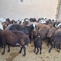 فروش ۳۰راس میش داشتی سالم جوان|حیوانات مزرعه|بروجرد, |دیوار