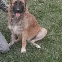 سگ ژرمن