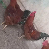 خروس‌محلی‌