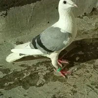 گراف ماده ذات درست