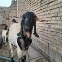 بز  نر یا پازل