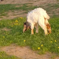 کره نر|حیوانات مزرعه|امیدیه, |دیوار