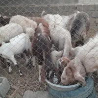 گوسفند بز
