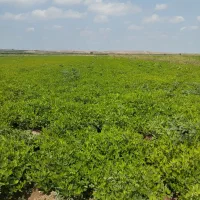 اجاره  برای کاشت  سیر واقع 2هکتار کانال 7|فروش دفتر صنعتی، کشاورزی، تجاری|پارسآباد, |دیوار