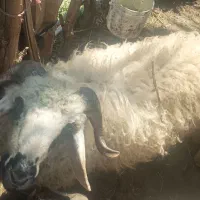 بره چاق‌وتپل‌به مشتری تخفیف داده میشود