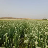 ۳۰هکتار زمین کشاورزی یک تیکه|فروش دفتر صنعتی، کشاورزی، تجاری|ماهیدشت, |دیوار