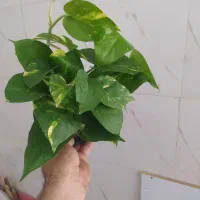 گل و گیاه پتوس|گل و گیاه طبیعی|اهواز, سیصد دستگاه|دیوار