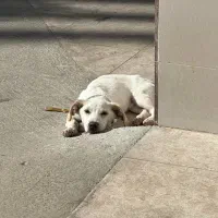 گمشده با مژدگانی زیاد